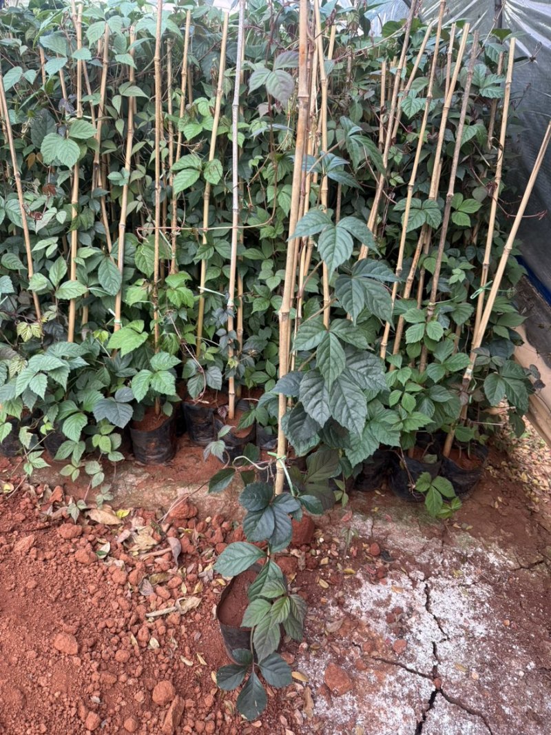 爬山虎苗