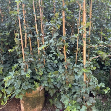 常青藤苗小叶常青藤苗
