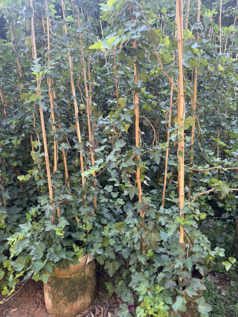 常青藤苗小叶常青藤苗