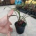 建兰四季兰兰花名品红草红荷先明红艺室内绿植盆栽
