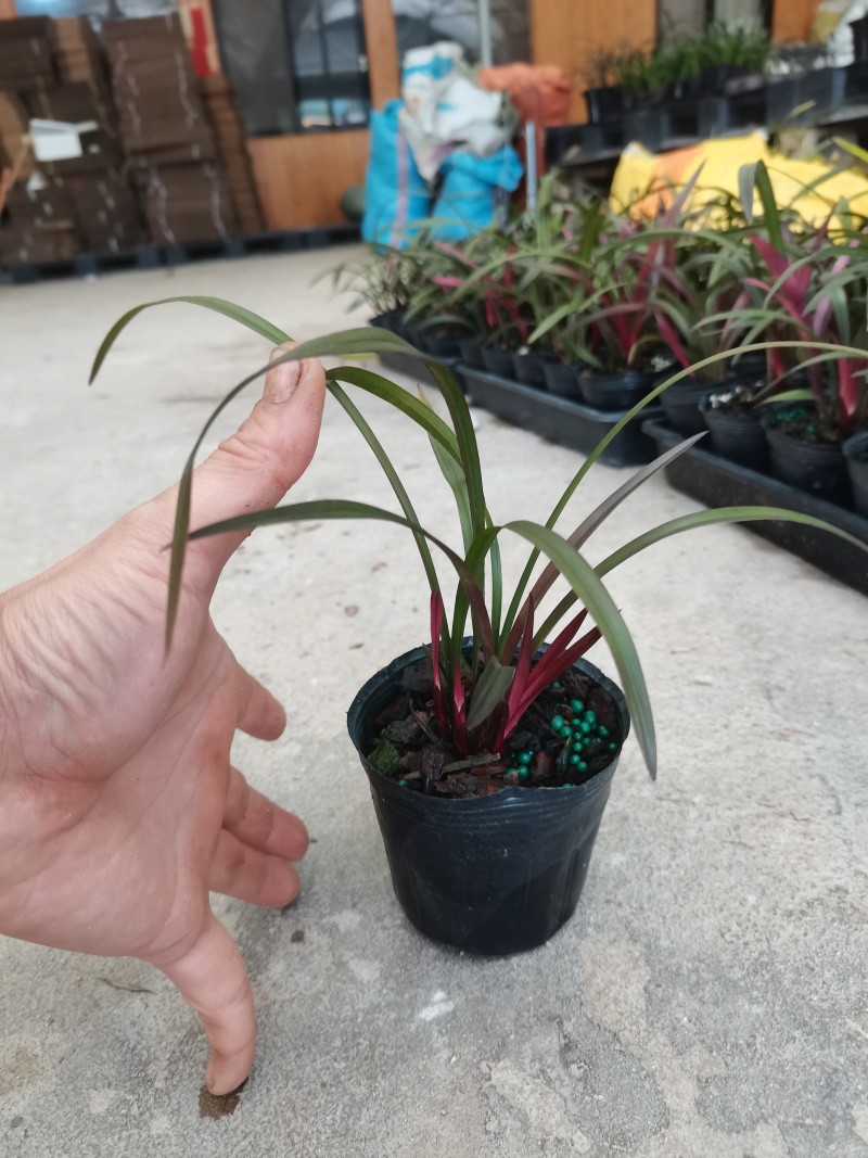 建兰四季兰兰花名品红草红荷先明红艺室内绿植盆栽