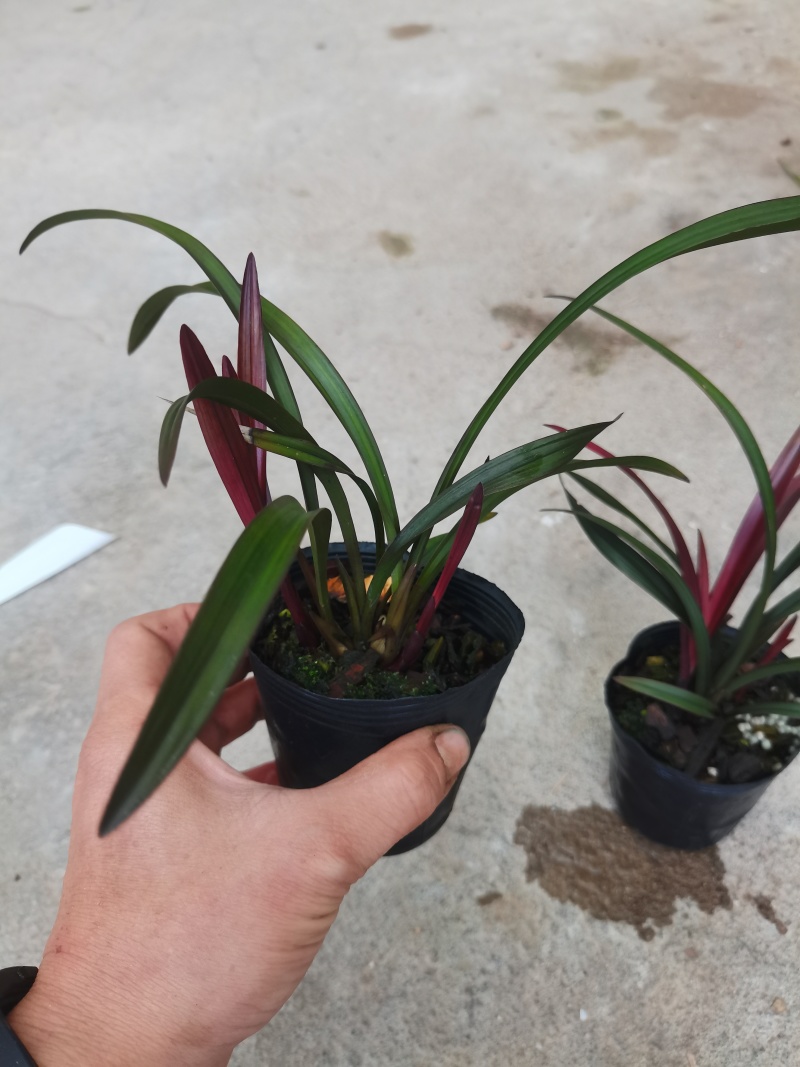 建兰四季兰兰花名品红草红荷先明红艺室内绿植盆栽