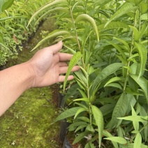 嫁接桃树苗冬桃苗雪桃苗潘桃苗水蜜桃苗红宝石桃苗