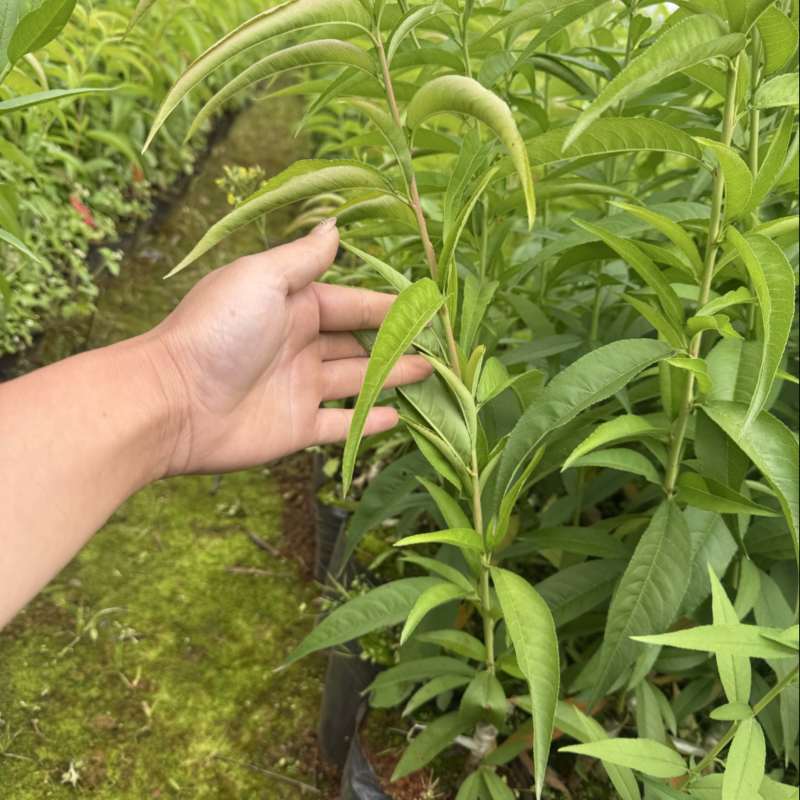 嫁接桃树苗冬桃苗雪桃苗潘桃苗水蜜桃苗红宝石桃苗