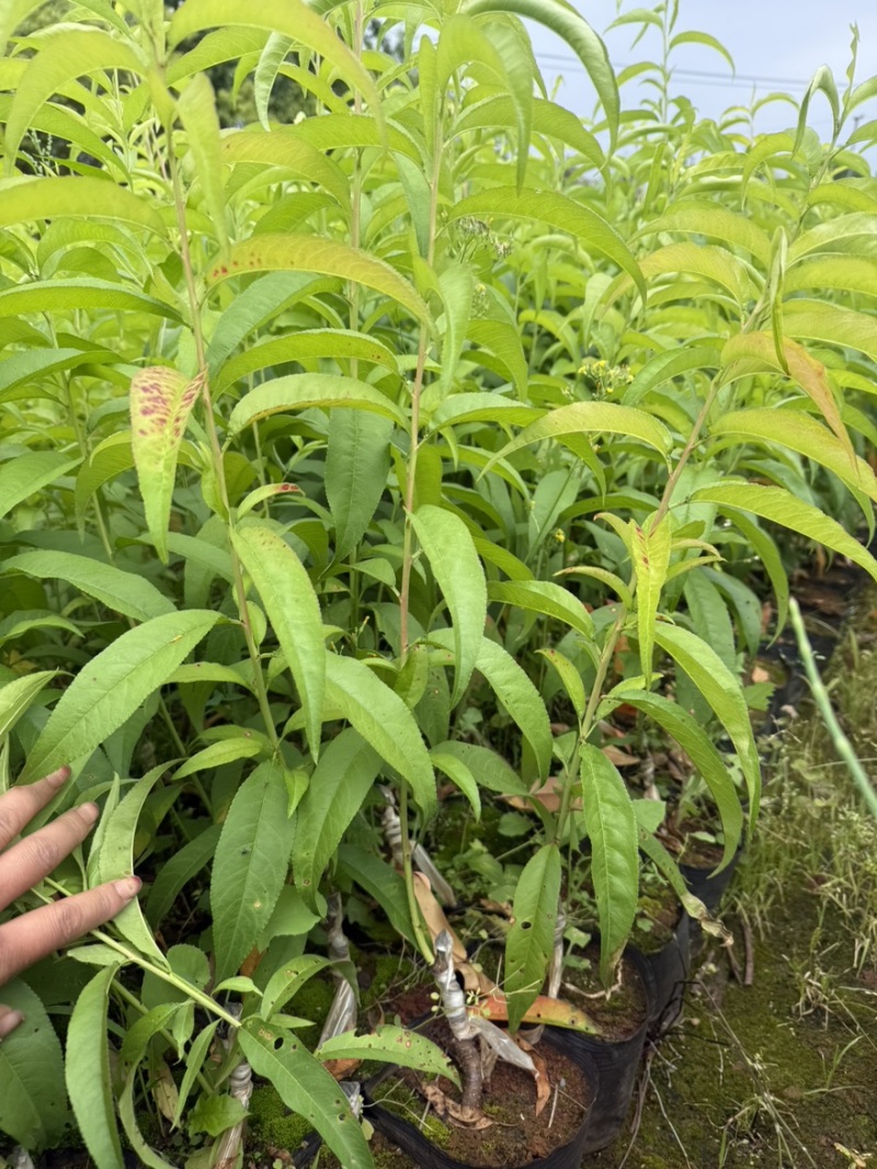 嫁接桃树苗冬桃苗雪桃苗潘桃苗水蜜桃苗红宝石桃苗