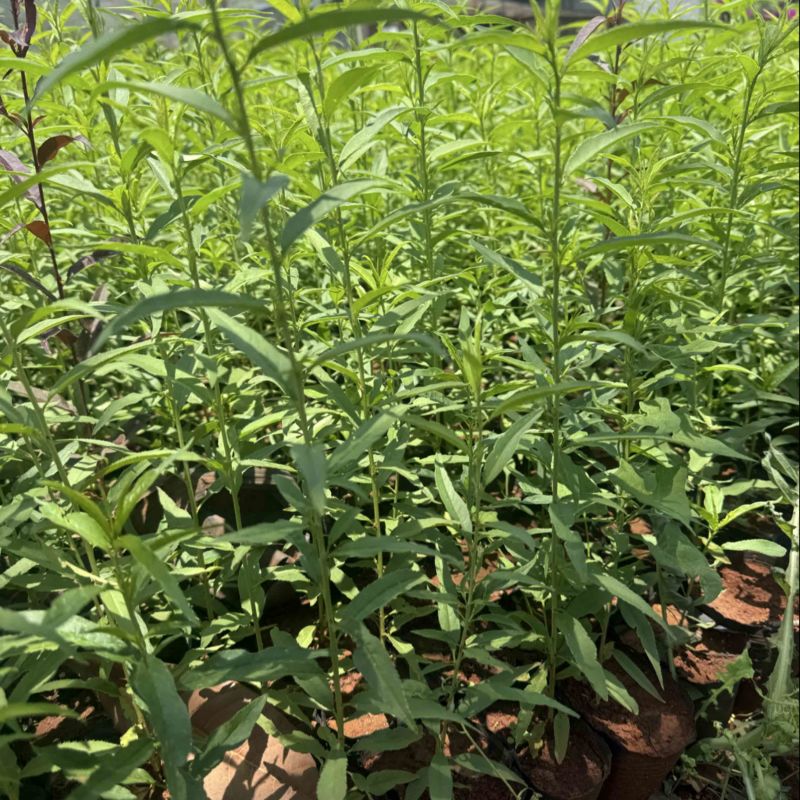 毛桃苗毛桃杯苗毛桃容器苗毛桃袋苗