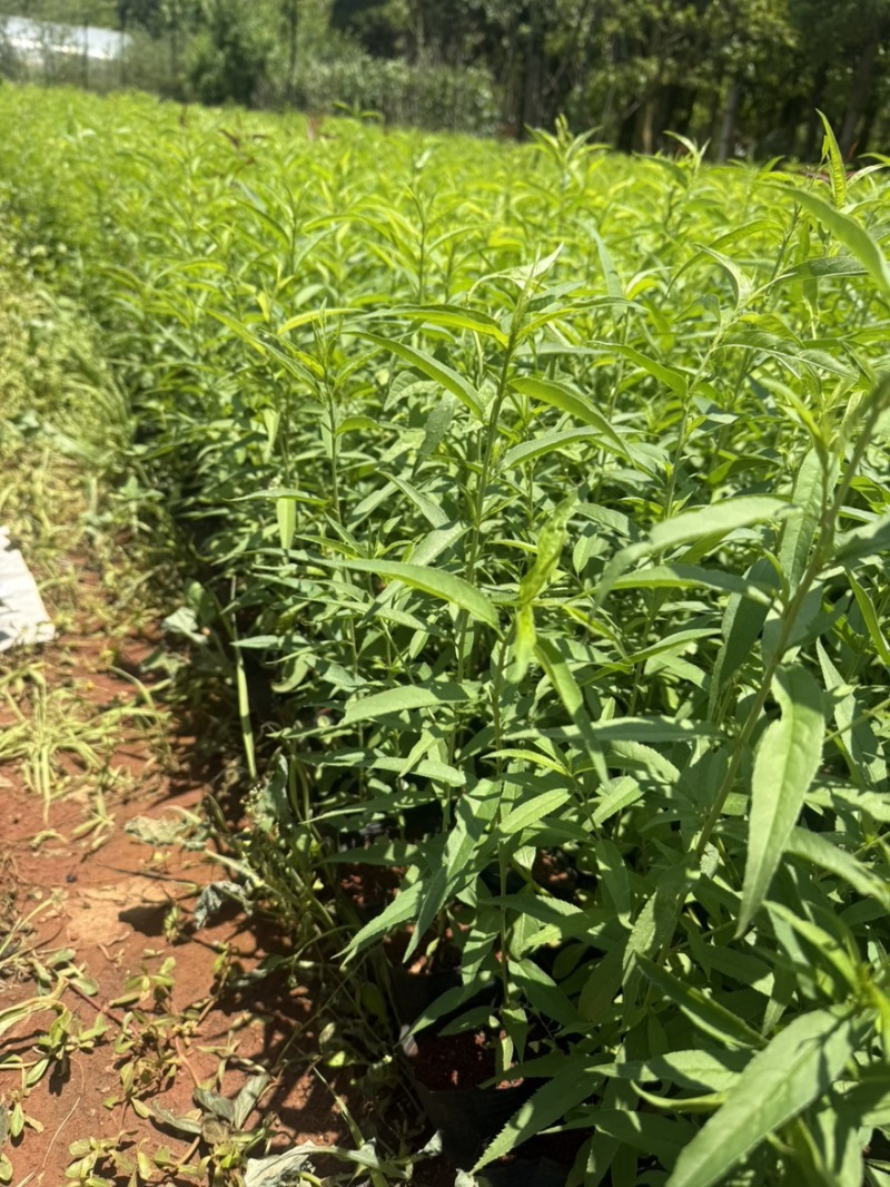 毛桃苗毛桃杯苗毛桃容器苗毛桃袋苗