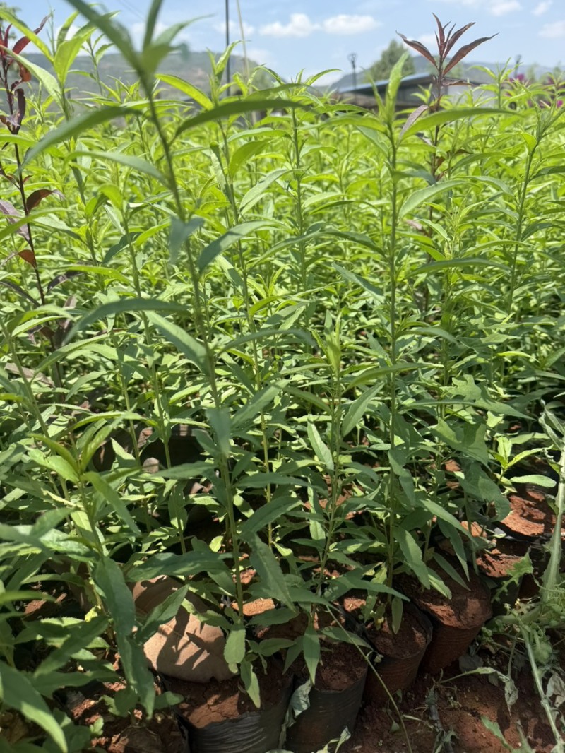 毛桃苗毛桃杯苗毛桃容器苗毛桃袋苗