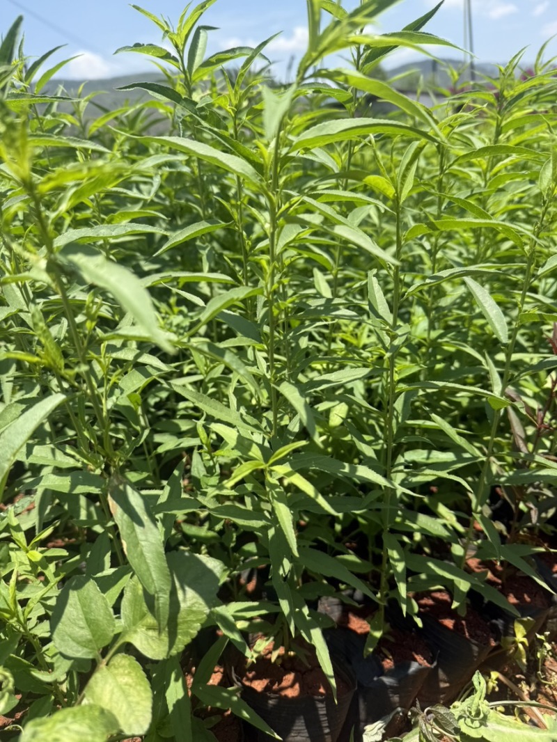 毛桃苗毛桃杯苗毛桃容器苗毛桃袋苗
