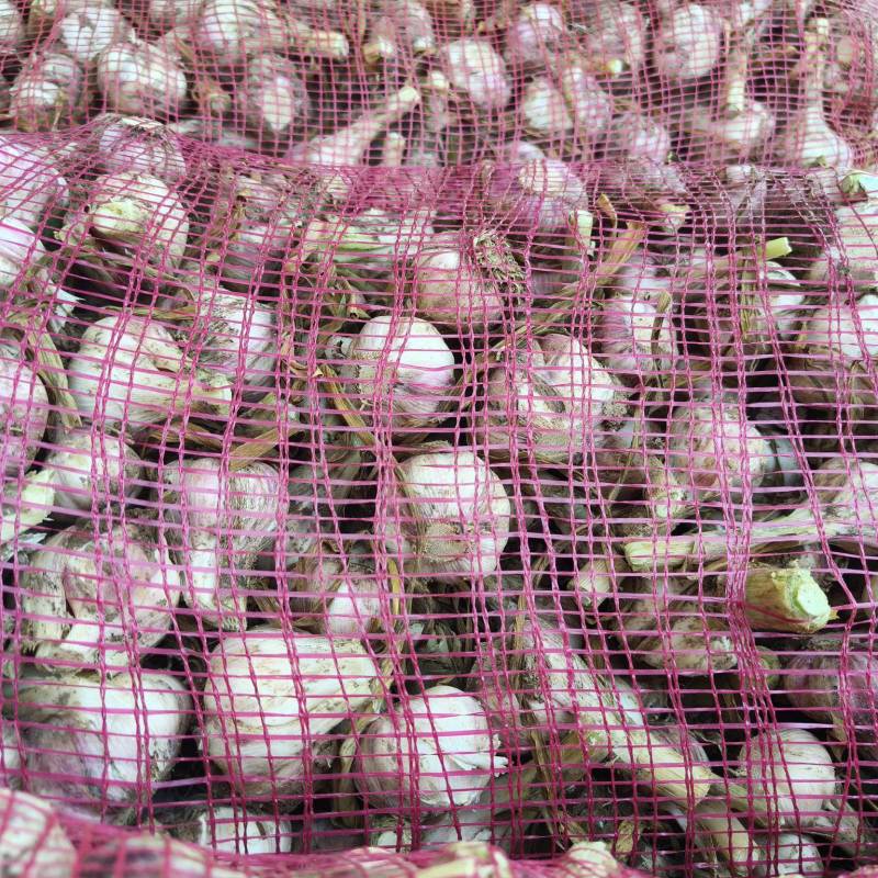 【视频看货】川蒜蒜种量大从优对接种植户合作社