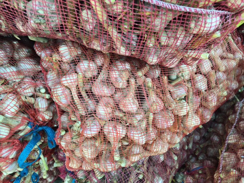【视频看货】川蒜蒜种量大从优对接种植户合作社