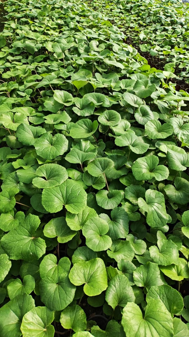 吴风草