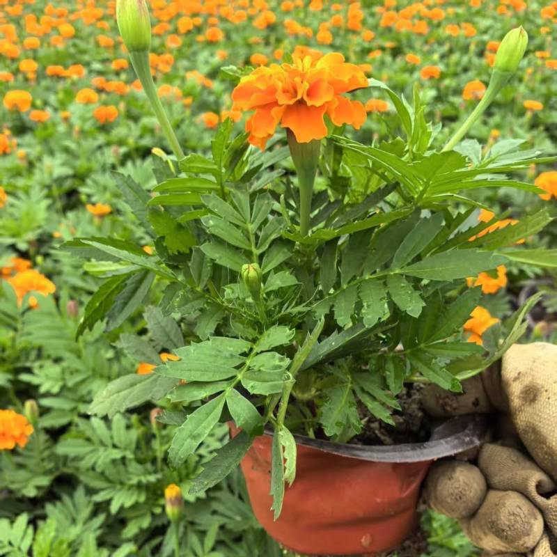 孔雀草