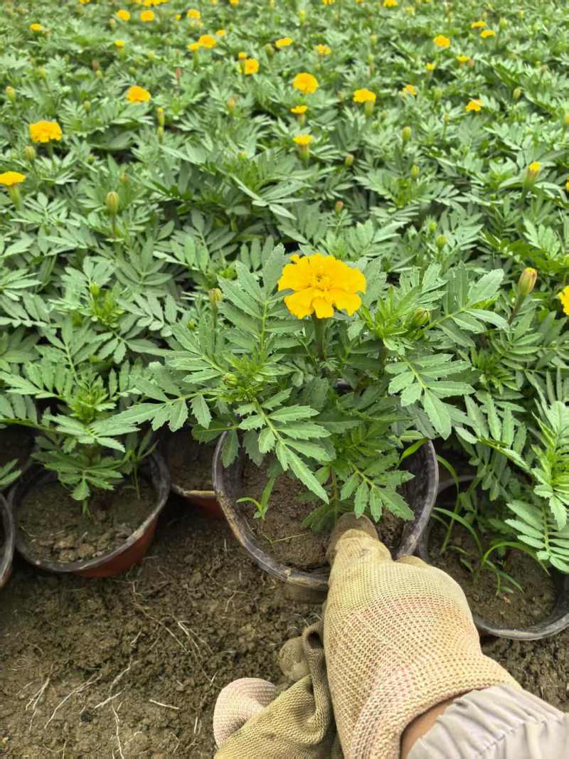 孔雀草