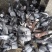 新鲜鸽子现抓现杀速发，农场直供