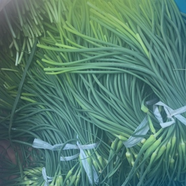 济南市商河县大蒜种植基地蒜苔