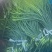 济南市商河县大蒜种植基地蒜苔