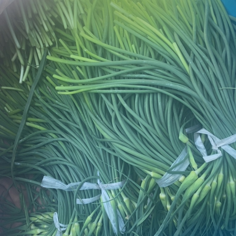 济南市商河县大蒜种植基地蒜苔
