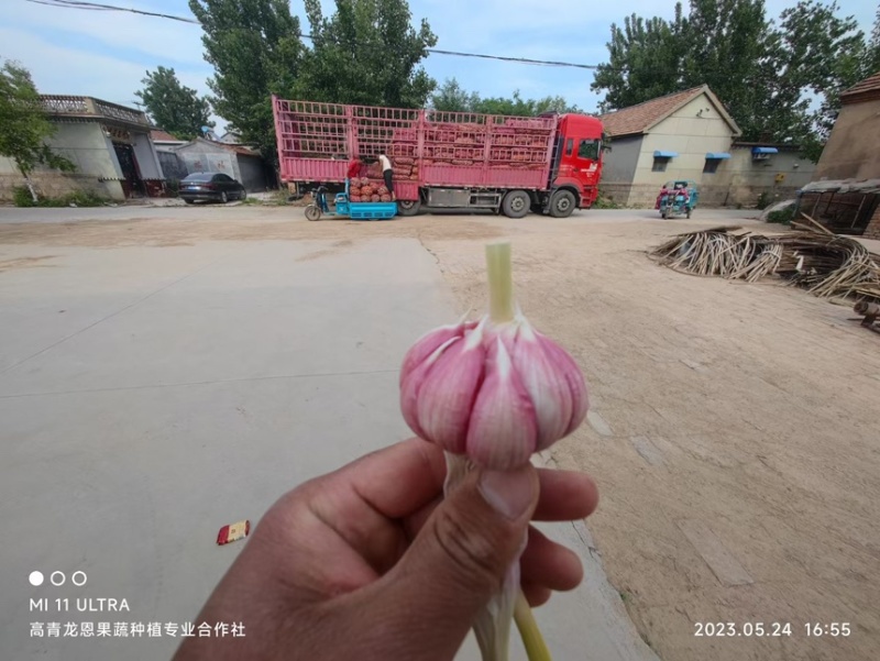 鲜蒜头~济南大青稞蒜~大青稞大蒜~山东淄博高青万亩大蒜