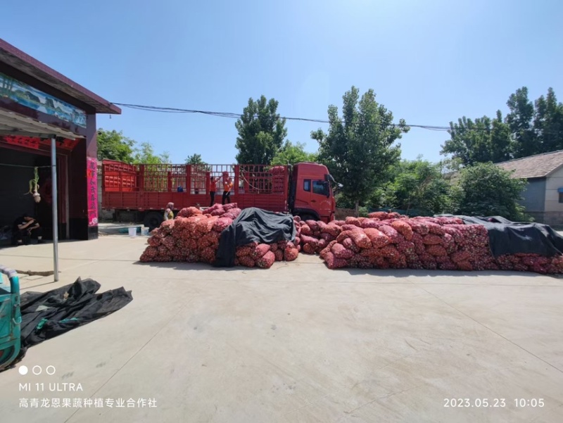 鲜蒜头~济南大青稞蒜~大青稞大蒜~山东淄博高青万亩大蒜