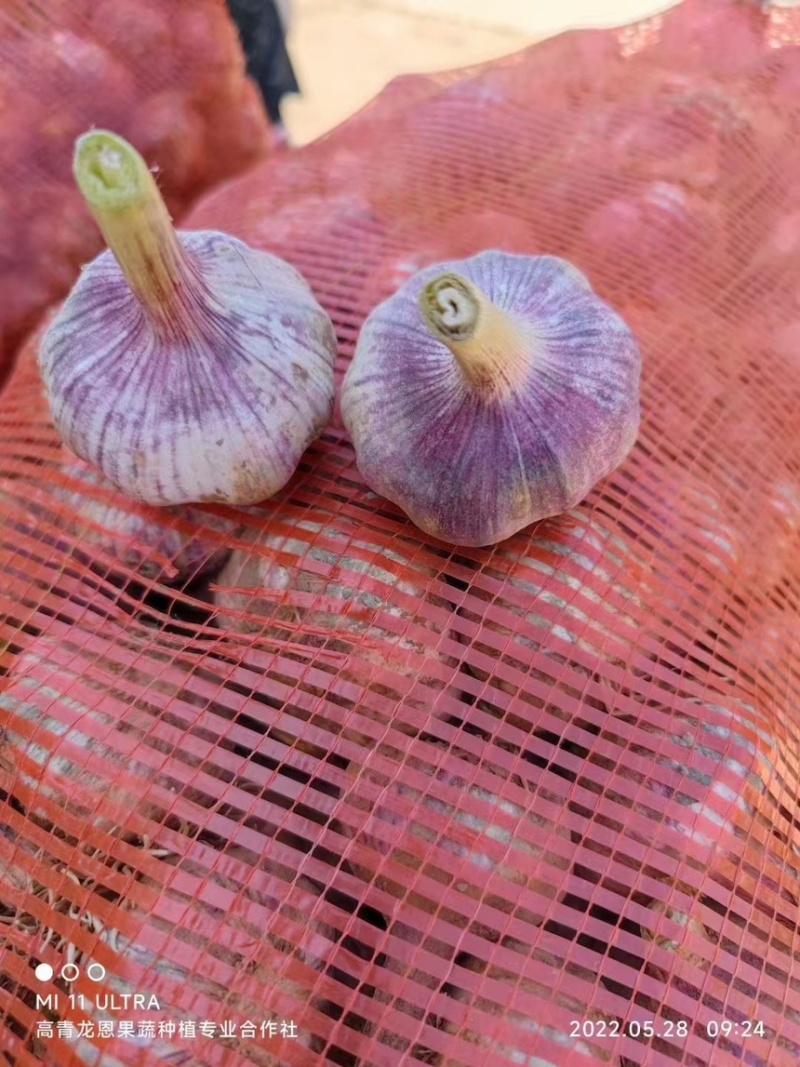 鲜蒜头~济南大青稞蒜~大青稞大蒜~山东淄博高青万亩大蒜