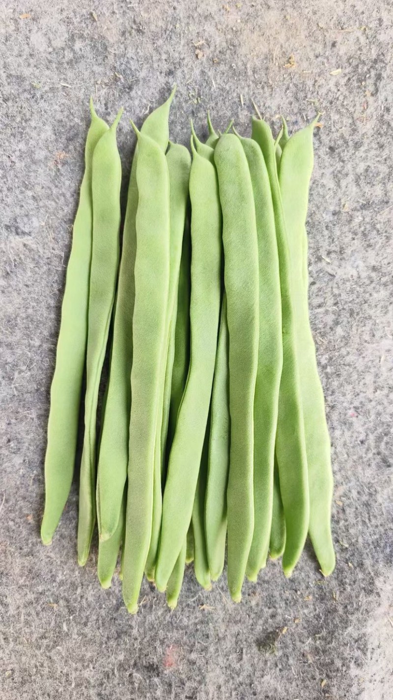 济南市商河县大蒜蔬菜大棚种植基地