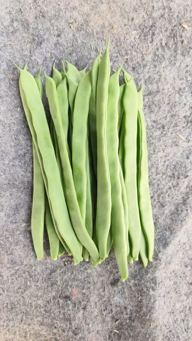 济南市商河县大蒜蔬菜大棚种植基地