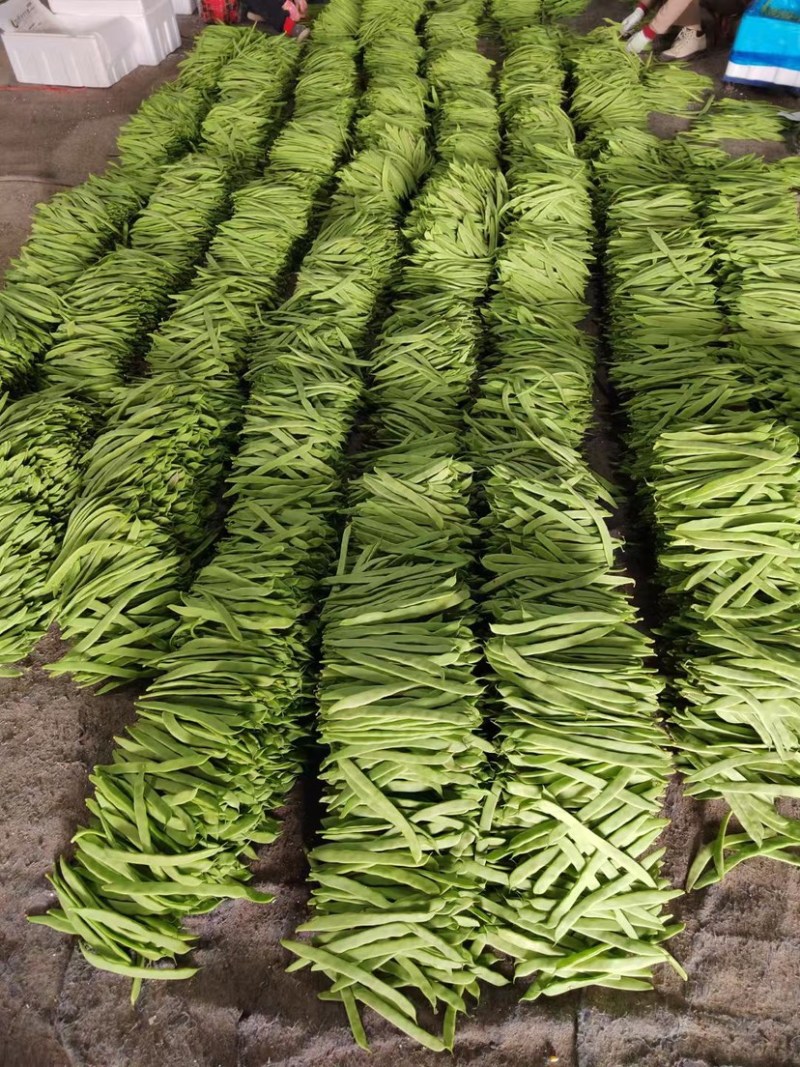 济南市商河县大蒜蔬菜大棚种植基地