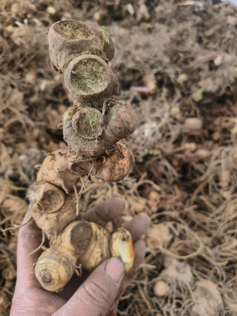 黄精多花黄精鸡头黄精地产直供，