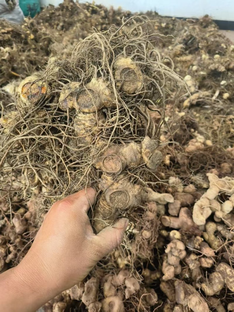 黄精多花黄精鸡头黄精地产直供，
