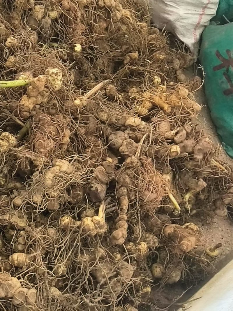 黄精多花黄精鸡头黄精地产直供，