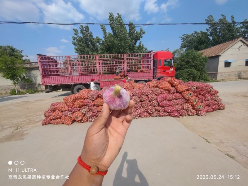 鲜蒜头~济南大青稞蒜~大青稞大蒜~山东淄博高青万亩大蒜