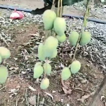 雷州本地台农芒果大量上市，需要货客商请联系，本地，小中果毛毛