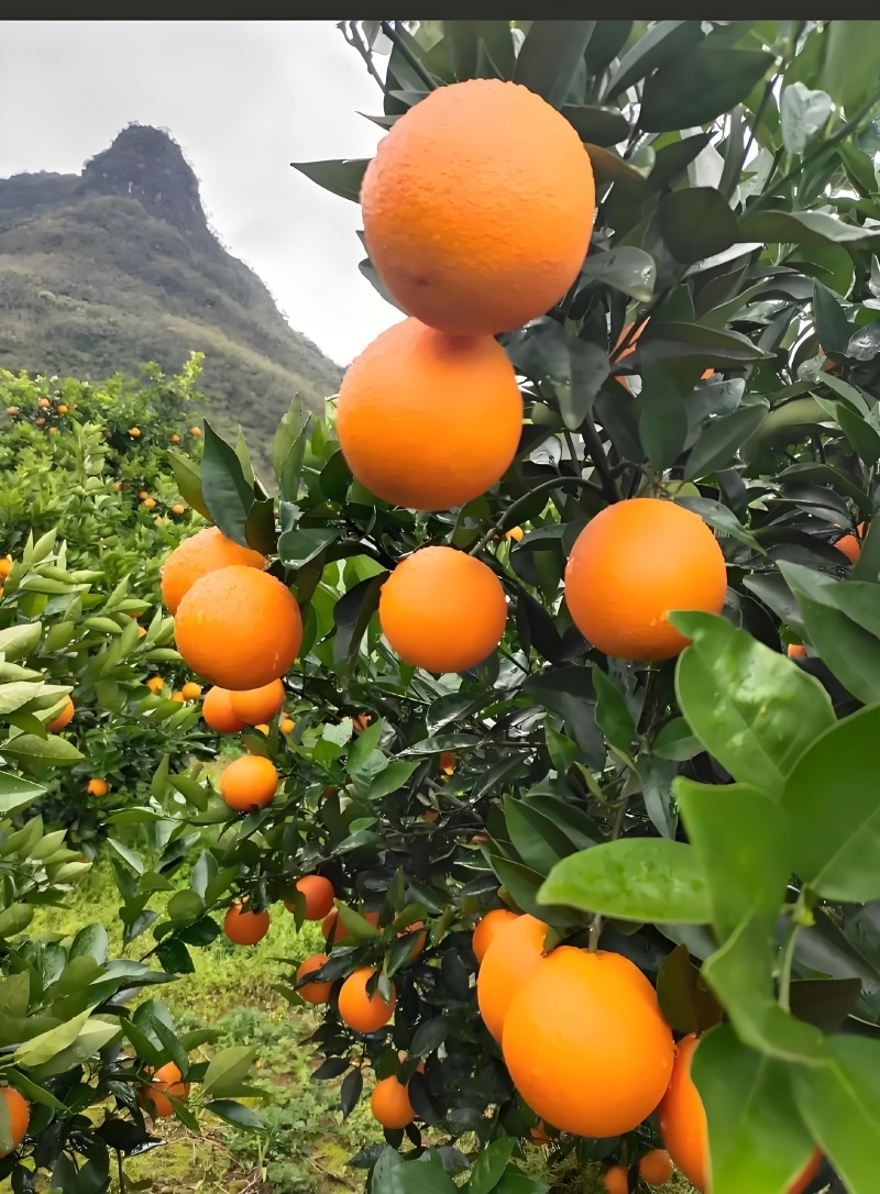 夏橙湖北秭归夏橙大量供应一级果二级果海拔低口感甜水分充足