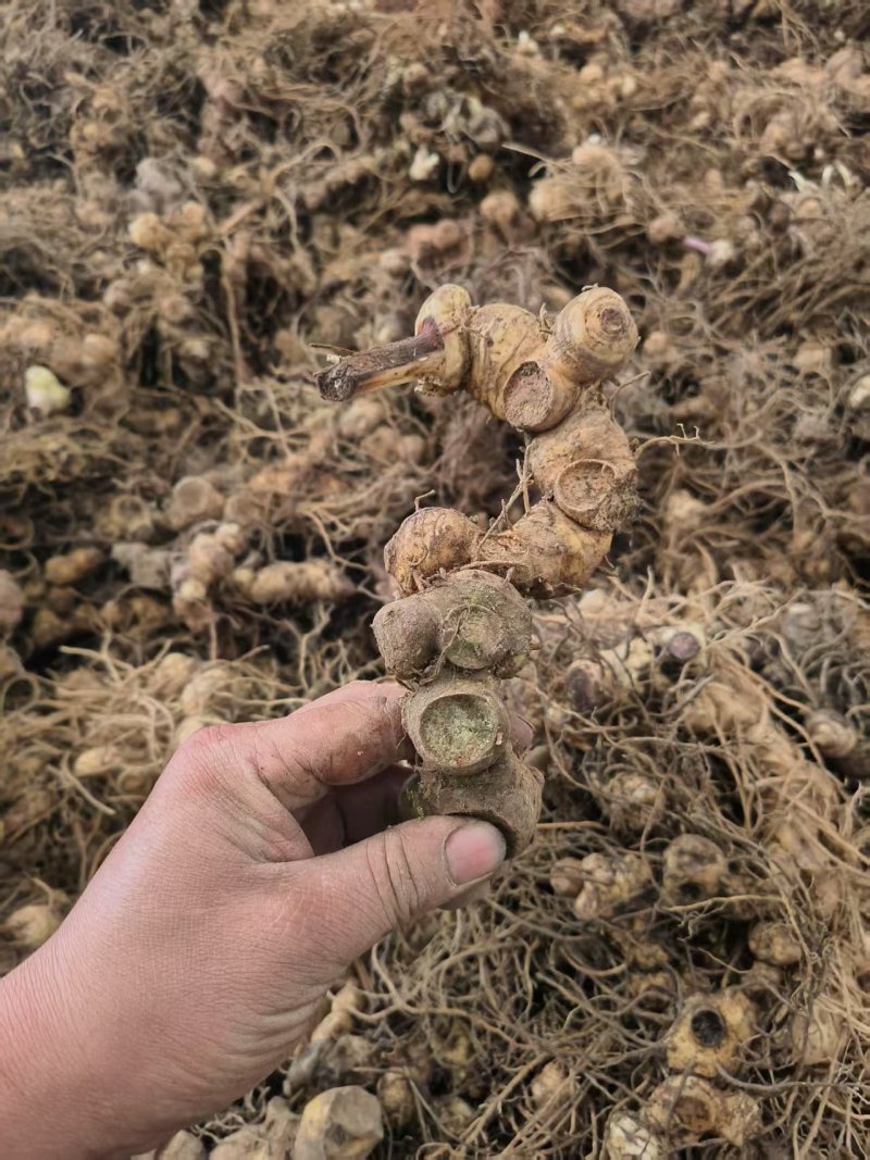 黄精多花黄精鸡头黄精地产直供，