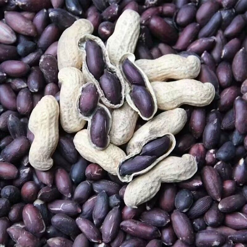 包邮）2025新货山东黑皮花生紫皮农家带壳晒干新鲜批发