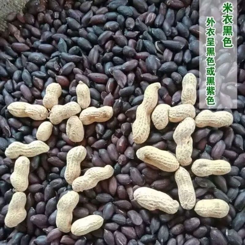 包邮）2025新货山东黑皮花生紫皮农家带壳晒干新鲜批发