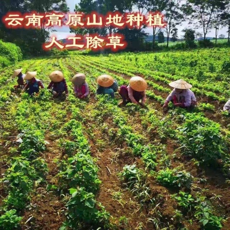 包邮）2025新货山东黑皮花生紫皮农家带壳晒干新鲜批发