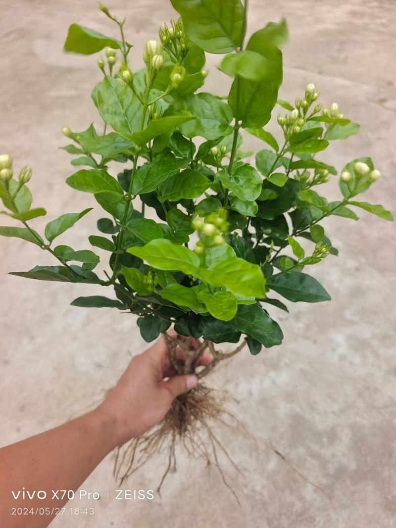 茉莉花独杆