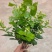 茉莉花独杆