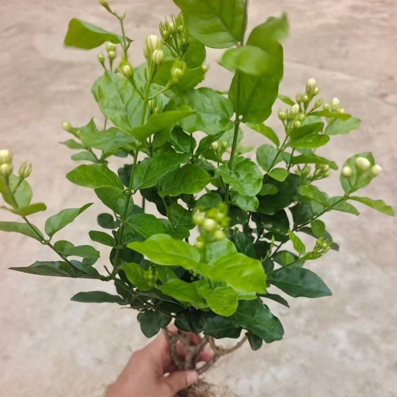 茉莉花独杆