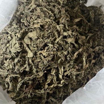 桑叶茶