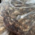 香菇脆碎，香菇干碎，电商专用香菇碎，干香菇