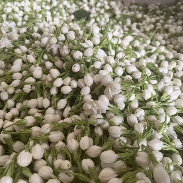 横县茉莉鲜花