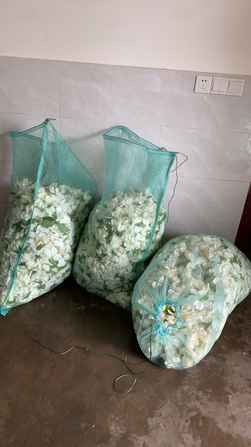 栀子花开了，有需要直接联系我