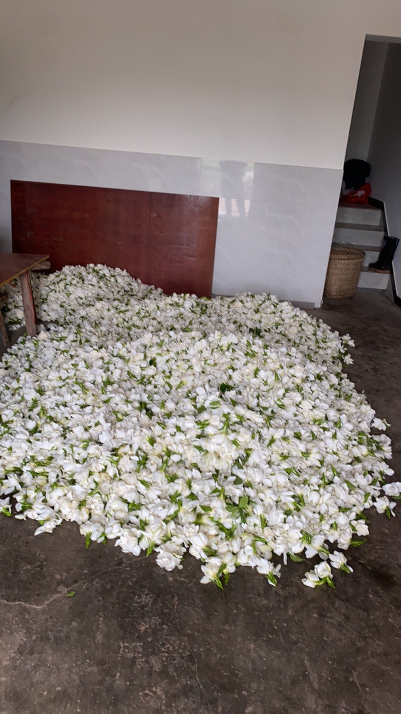 栀子花开了，有需要直接联系我