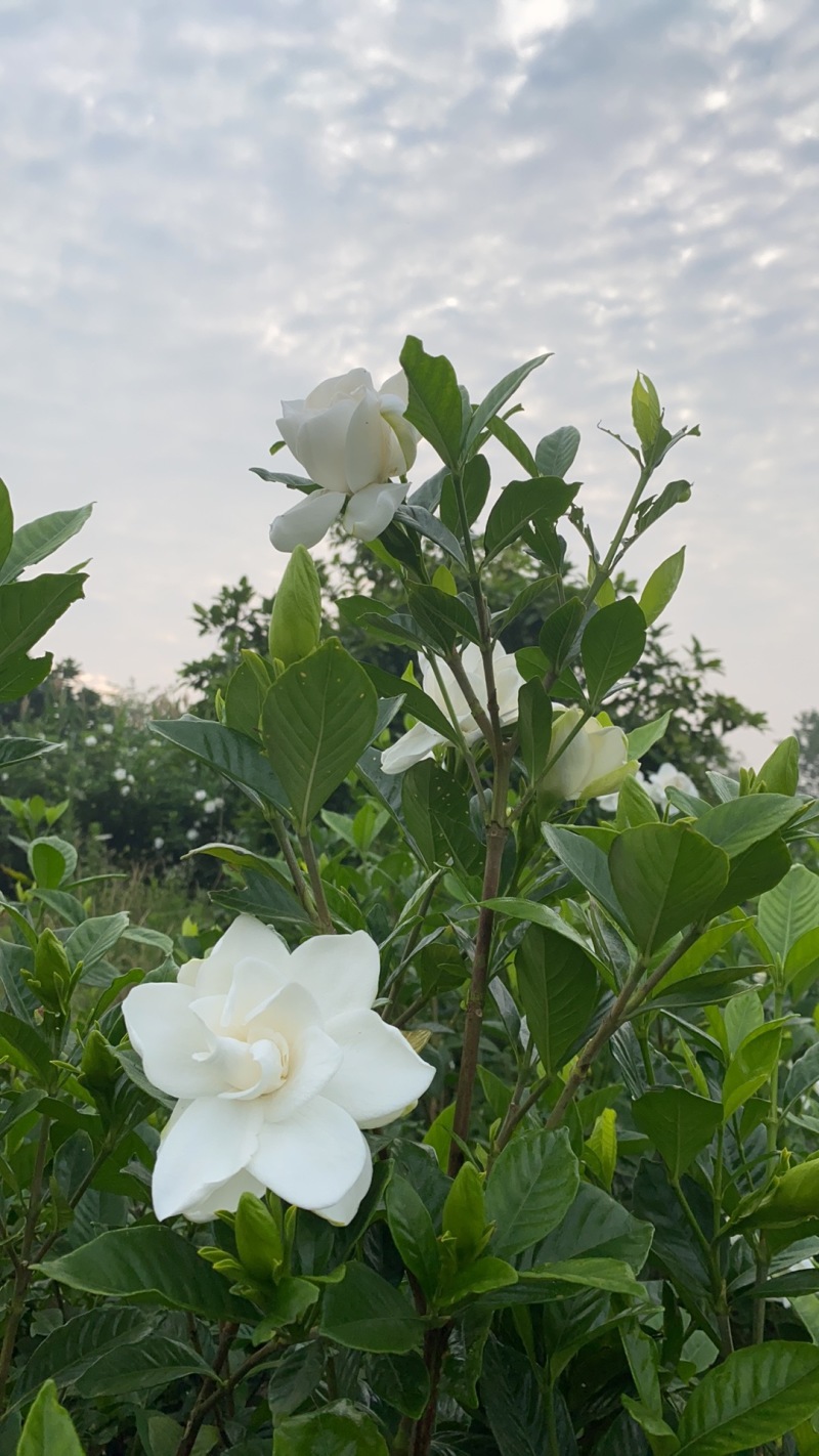 栀子花开了，有需要直接联系我