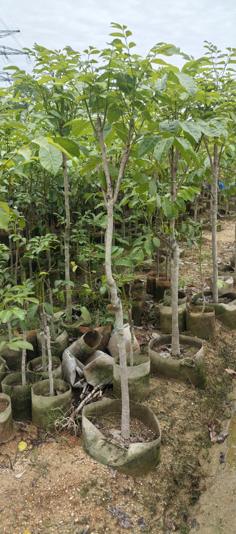 乌橄榄黑橄榄苗杯苗袋本地品种和吊思茅品种