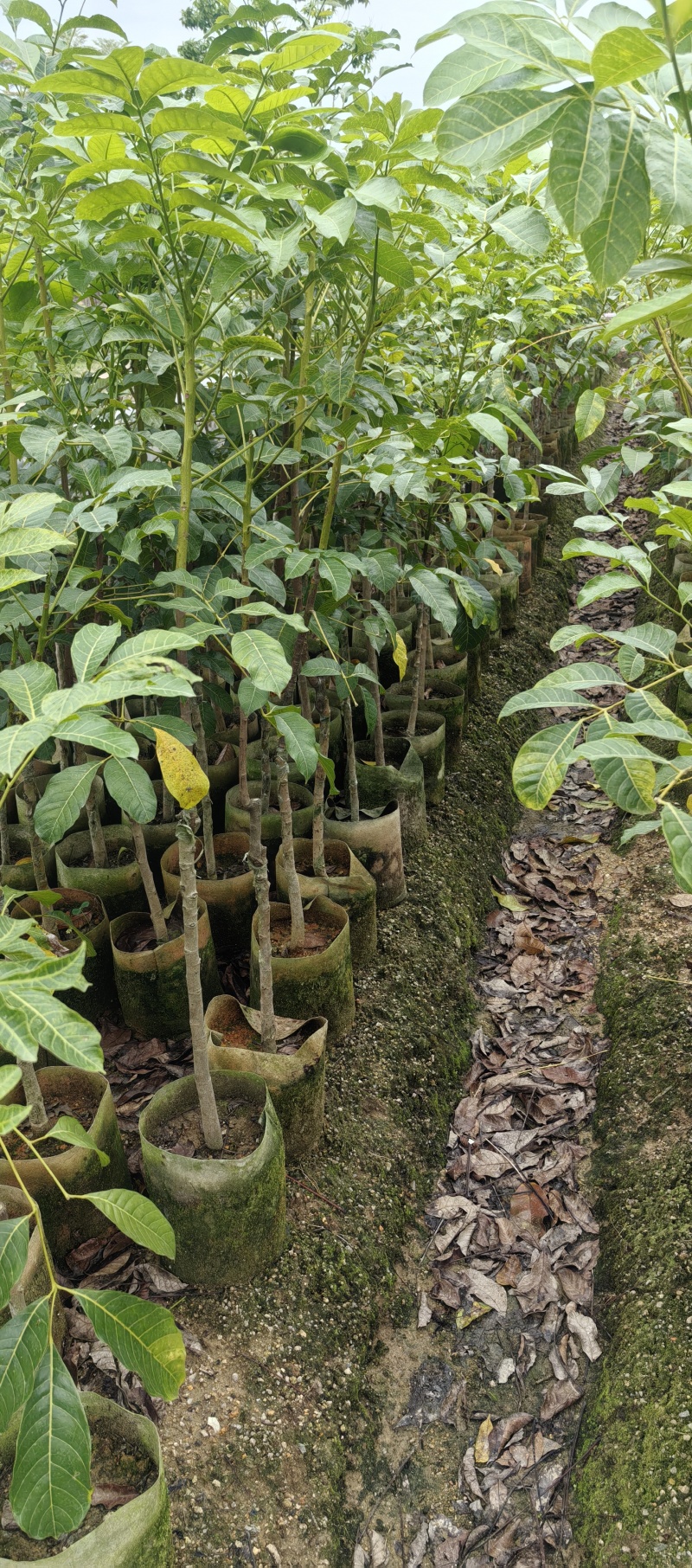 乌橄榄黑橄榄苗杯苗袋本地品种和吊思茅品种