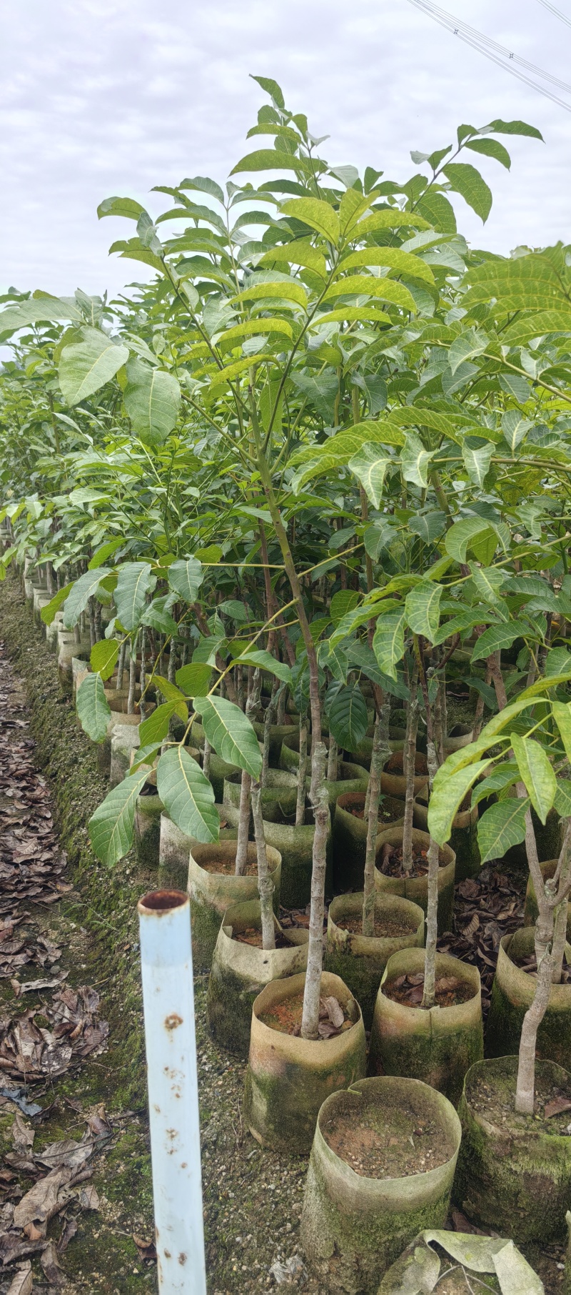 乌橄榄黑橄榄苗杯苗袋本地品种和吊思茅品种